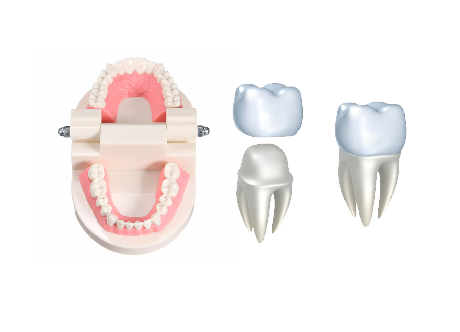 Dental(Stomatology) Training Models