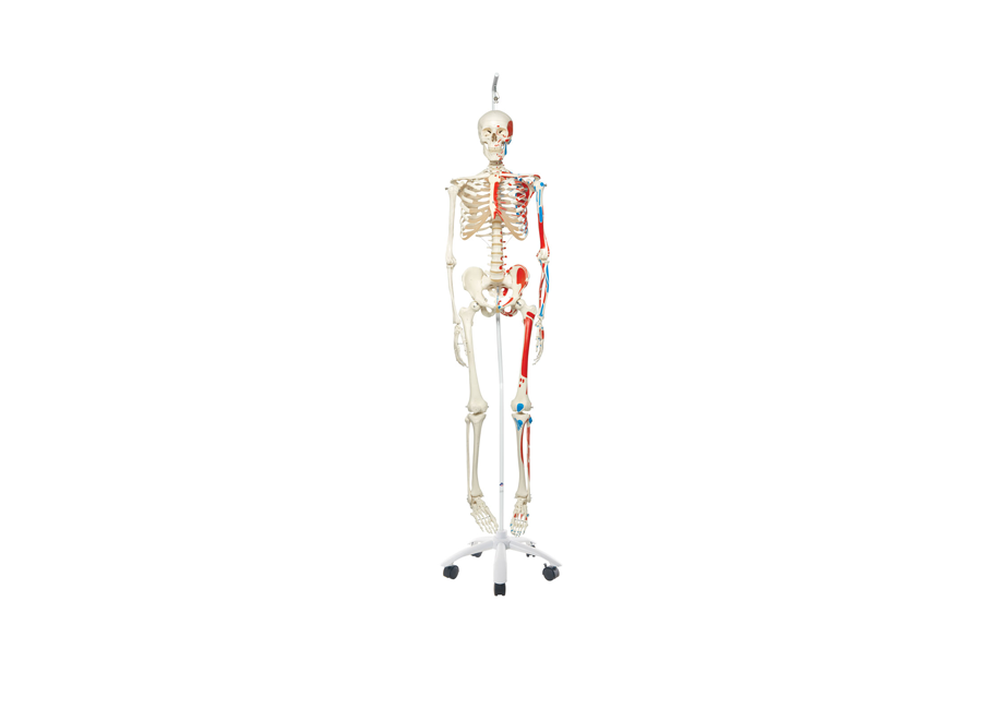 Osteology(Skeleton/Joints Models)